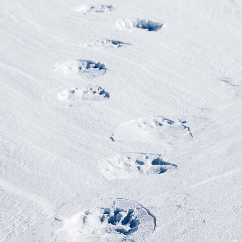 Opslag Til St. Dannesbo