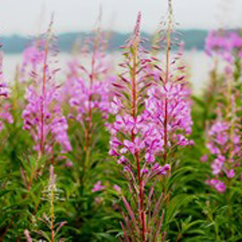 Camilla Bundgaard Hrw9ygf V7k Unsplash